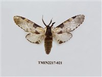 藏品(臺灣枝背舟蛾)的圖片